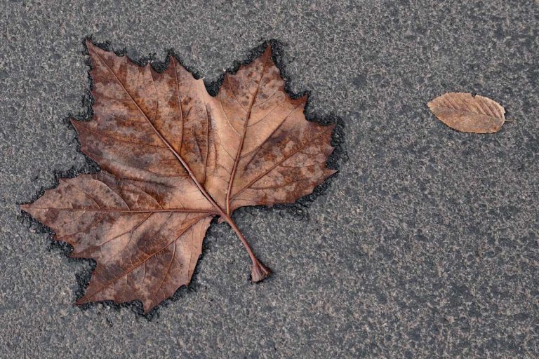 Autumn Leaves On Pavement