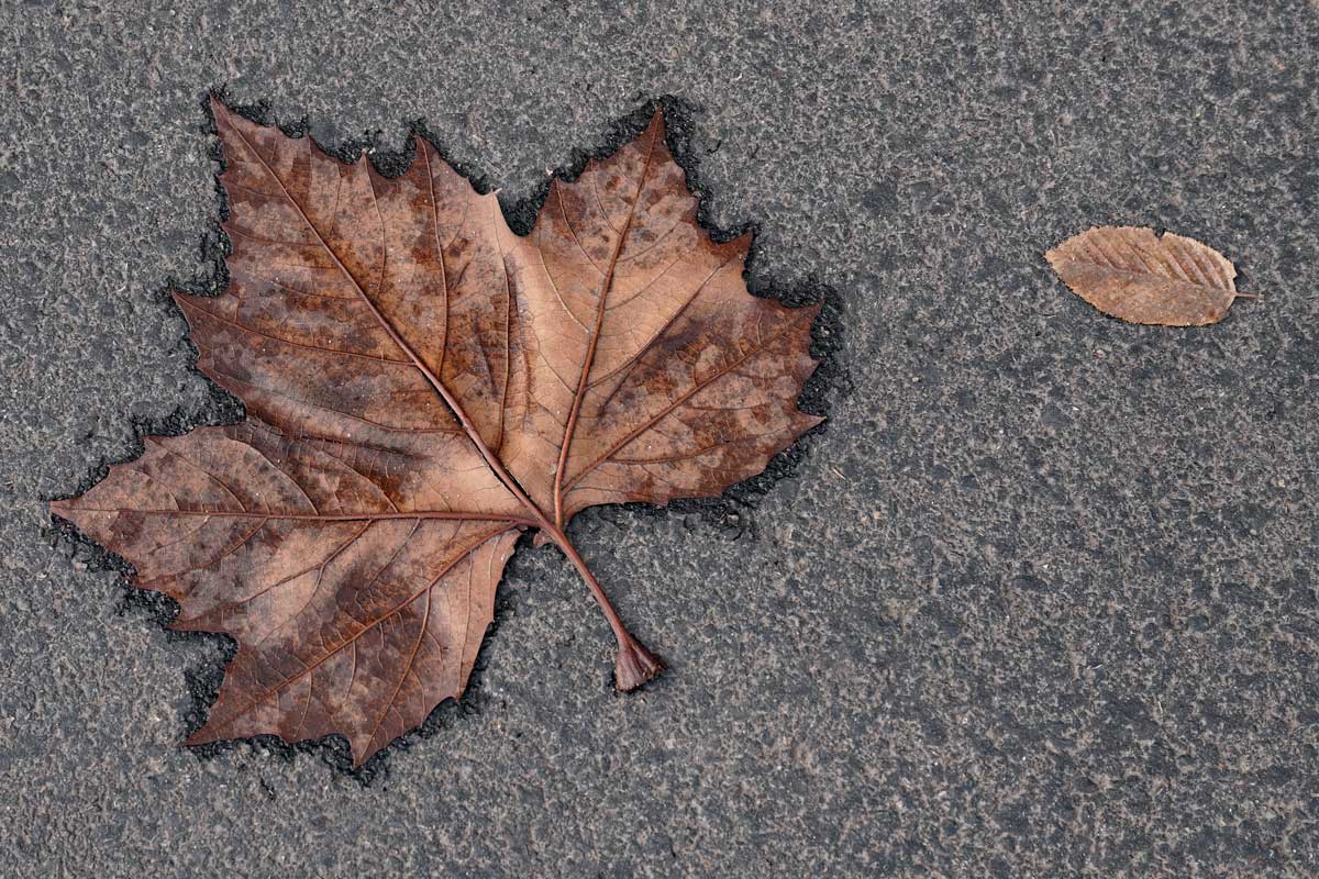 Autumn Leaves On Pavement