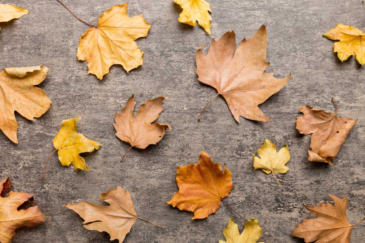 Fall Leaves On Concrete Surface Autumn Theme